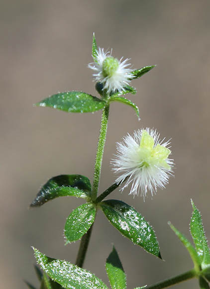  Galium stellatum 